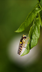 Image showing  diptera syrphidae volucella zonaria