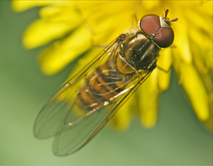 Image showing eristalis on   white yellow flower