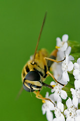 Image showing ribesii   on a white yellow flower