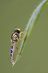 Image showing side of wild fly diptera volucella