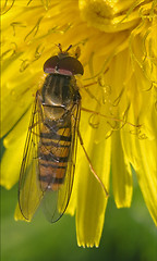 Image showing zonaria syrphus ribesii  eristalis