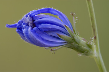 Image showing composite  cichorium intybus flower