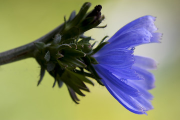 Image showing flower pumilium 