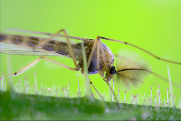 Image showing riparius culicidae culex mosquito 