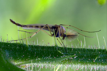 Image showing riparius culicidae mosquito 
