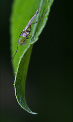 Image showing  chironomidae chironomus