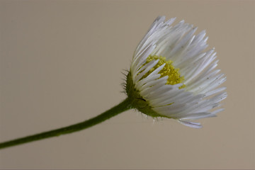 Image showing macro close up of a yellow white daisy composite 