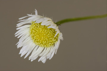Image showing macro of a yellow white daisy