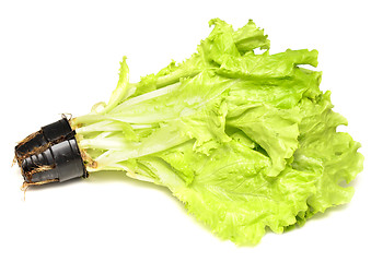 Image showing lettuce