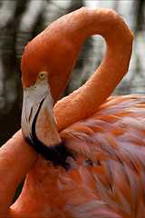 Image showing  flamengo  yellow eye