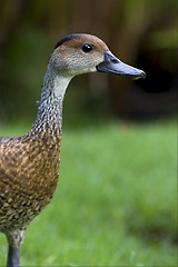 Image showing   of duck whit black eye in bush