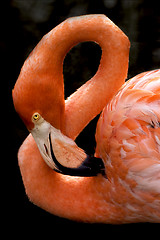 Image showing pink flamengo republica dominicana