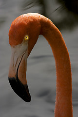 Image showing pink flamengo yellow eye