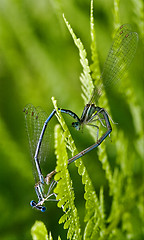 Image showing sex of  wild  yellow blue  dragonfly