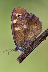 Image showing brown grey orange butterfly 