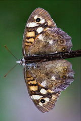 Image showing wild brown grey orange butterfly  on