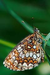 Image showing orange  butterfly  on a