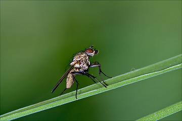 Image showing obscurata mydaea corni musca domestica in a leaf