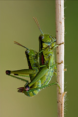 Image showing Orthopterous having sex on