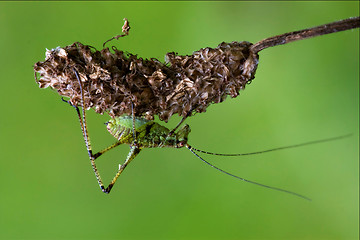 Image showing Orthopterous  on a piece of branch in the bush and flower