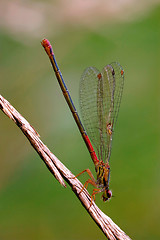 Image showing wild  red black dragonfly