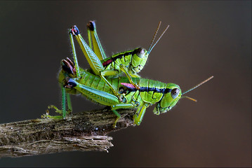 Image showing  two grasshopper Orthopterous having sex on