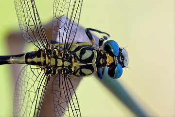 Image showing wild black yellow dragonfly anax imperator on