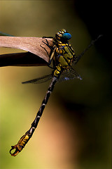 Image showing wild black yellow dragonfly    imperator