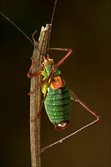 Image showing close up of grasshopper  Tettigoniidae on