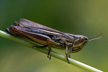 Image showing  grasshopper chorthippus brunneus in a 