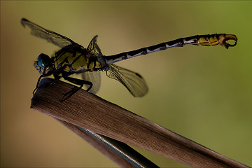 Image showing side   wild  yellow black dragonfly anax imperator on