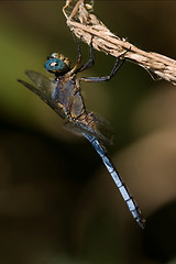 Image showing wild blue dragonfly brachytron