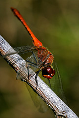 Image showing wild red dragonfly on
