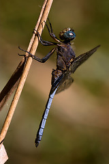 Image showing dragonfly brachytron pratense on