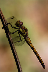 Image showing side of wild  yellow black dragonfly on