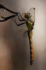 Image showing side of wild  yellow black dragonfly on