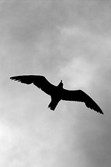 Image showing down of sea gull flying 