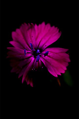 Image showing  blue violet dianthus sylvestris cariofillacee 