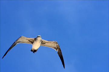 Image showing  sea gull flying the sky in mexico  