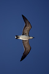 Image showing the down of sea gull 