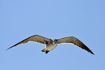 Image showing the front of sea gull flying  in the sky 