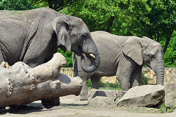 Image showing Elephants couple