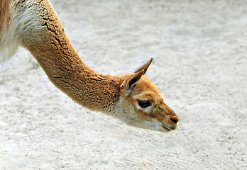 Image showing Llama