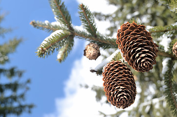 Image showing two fir cones on the winter sky 