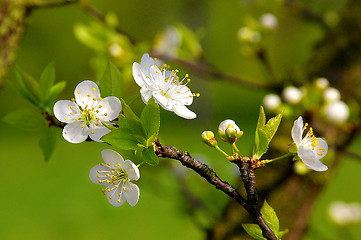 Image showing Spring