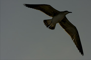 Image showing in mexico playa del carmen in grey