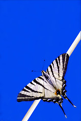 Image showing Papilio Macaone  on a branch in blue
