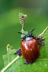 Image showing red cercopidae vulnerata coccinellidae anatis ocellata coleopter