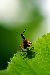 Image showing the down of  wild red carabidae coccinellidae 