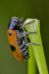 Image showing the side of  wild red cercopidae vulnerata coccinellidae